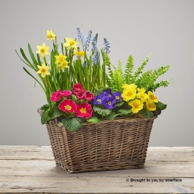 Bold Brights Planted Basket