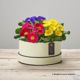 Radiant Primula Hatbox