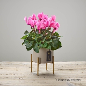 Cherry Pink Cyclamen